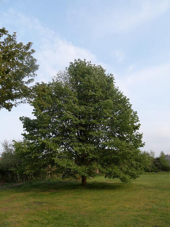 Villa Bijenhof Varsenare Rom bilde